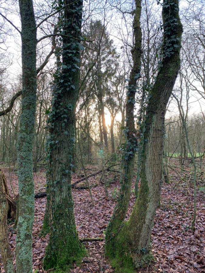 نورخْ 'T Holten Huus - Puur Genieten In Het Bos. المظهر الخارجي الصورة